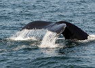 CapeCodc (5)  Cape Cod whale